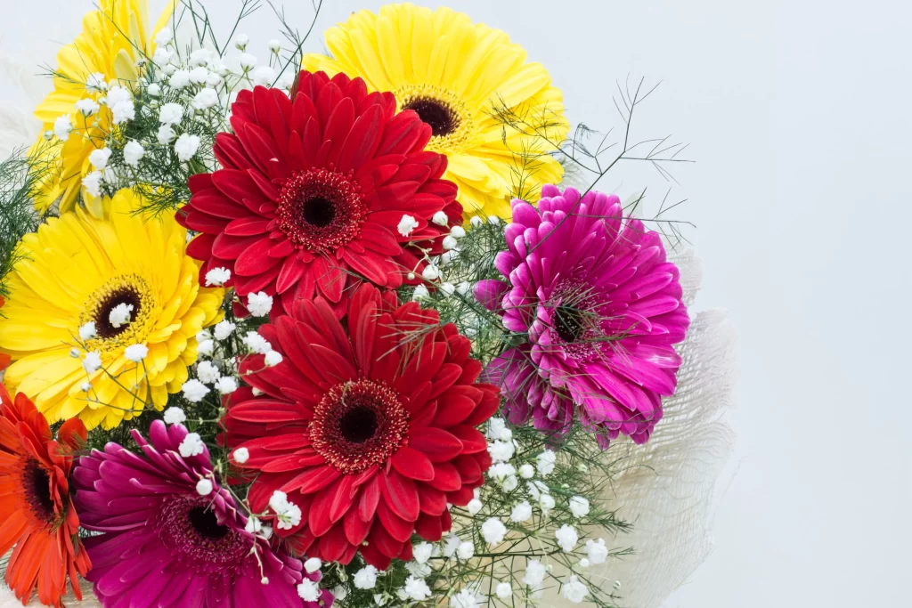 Yellow Red Pink Orange White