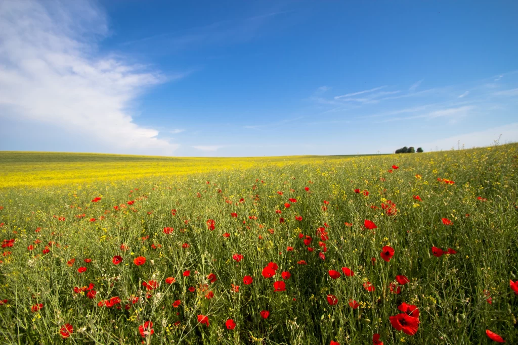 Yellow Red Poppy Field Sky