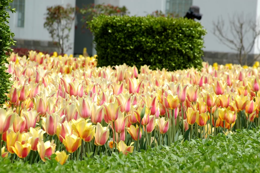 Yellow Red Tulip Petals Blooming Garden