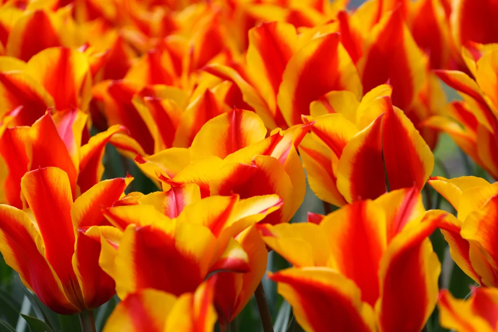 Yellow Red Tulip Petals Bright Blooming