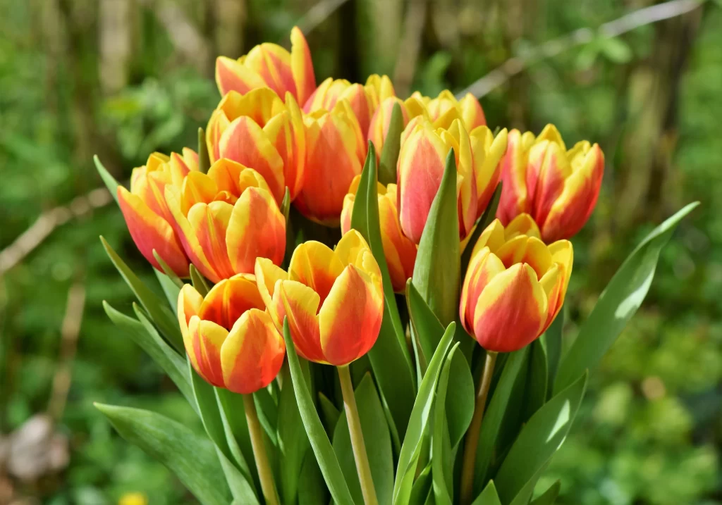 Yellow Red Tulip Petals Green Leaves