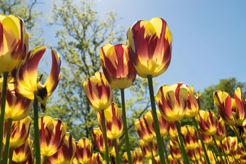 Yellow Red Tulip Petals Sunlight Clear Sky