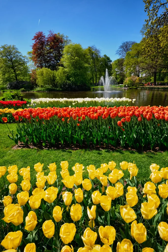 Yellow Red White Tulip Blooms Lush Greenery