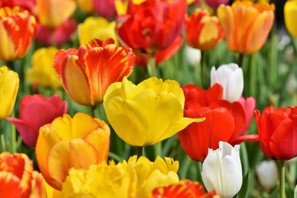 Yellow Red White Tulip Petals Vibrant