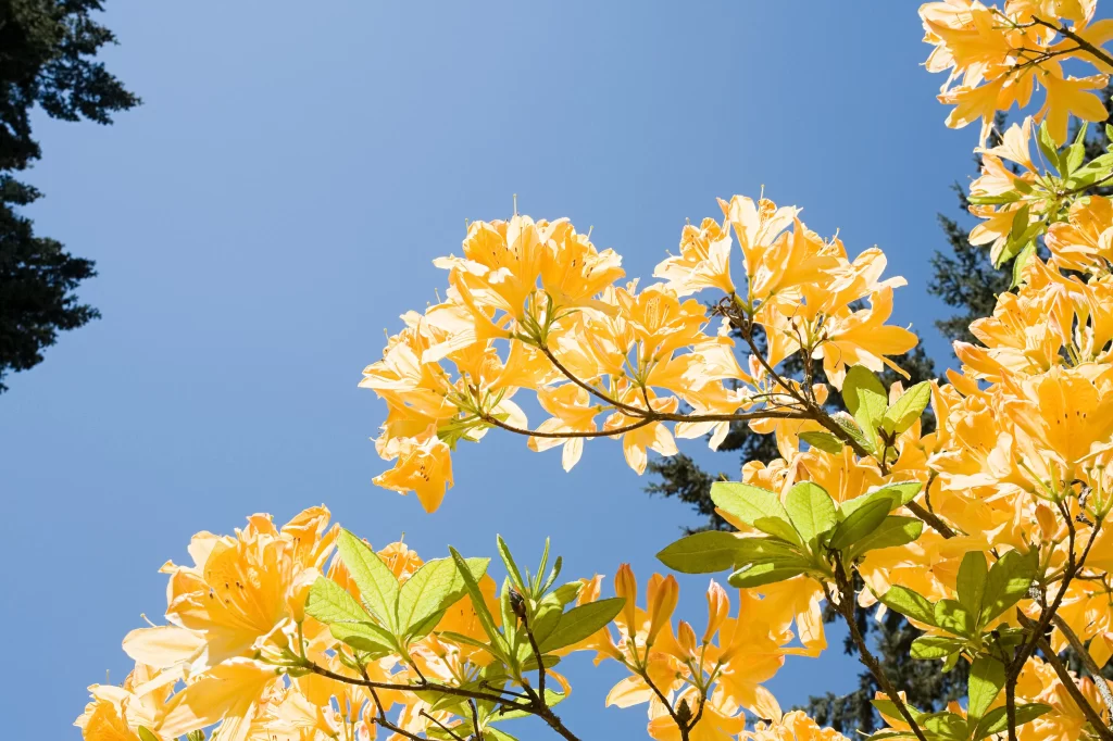 Yellow Rhododendron Blooming Petals Clear Sky