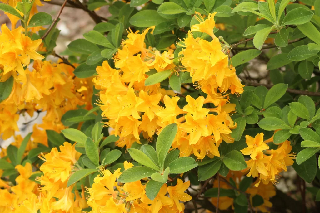 Yellow Rhododendron Cluster Petals Green Leaves