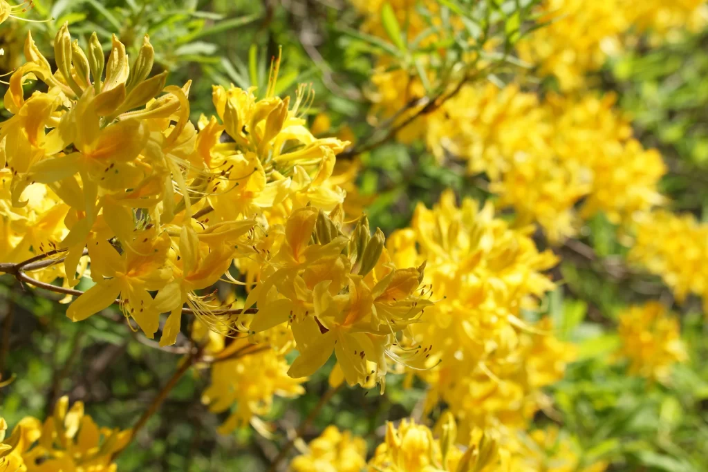 Yellow Rhododendron Cluster Petals Sunlight