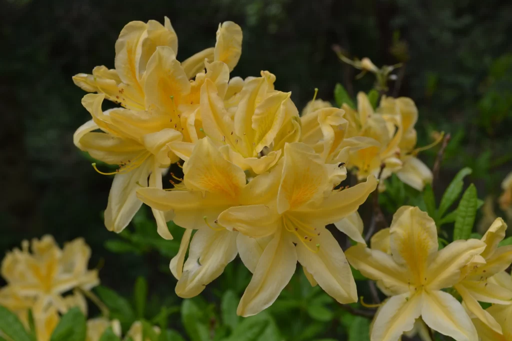 Yellow Rhododendron Petals Vibrant Blooms Nature