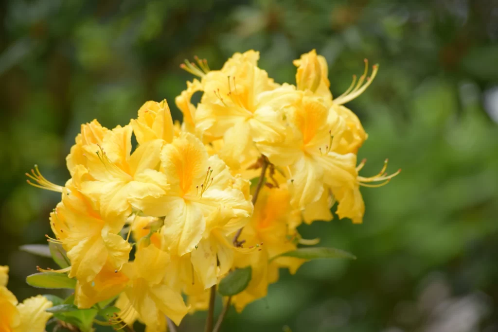 Yellow Rhododendron Petals Bright Green Background