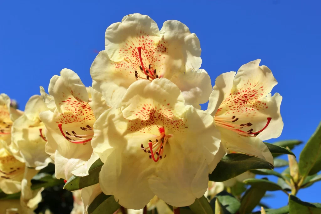 Yellow Rhododendron Petals Red Speckles Bright Blue Sky