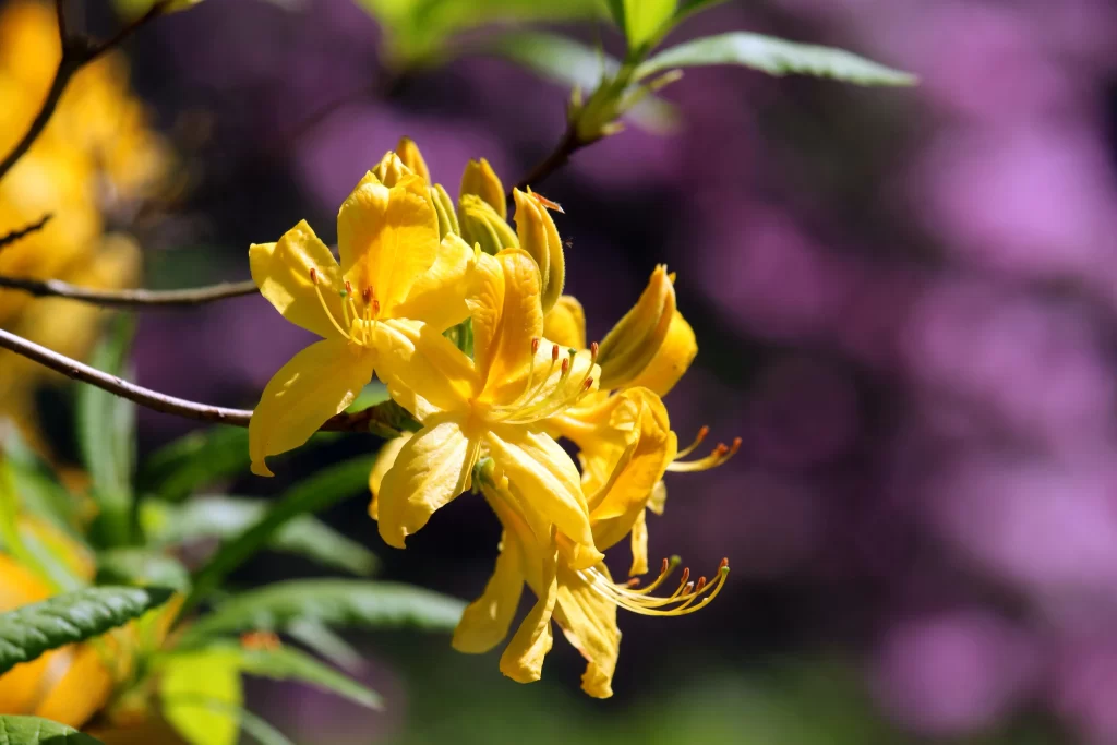 Yellow Rhododendron Petals Sunlight Green Leaves Purple Background