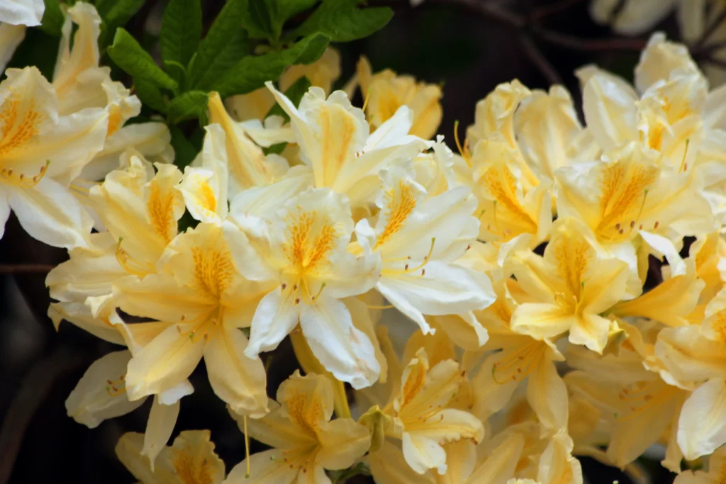 Yellow Rhododendron Petals Bright Blooms