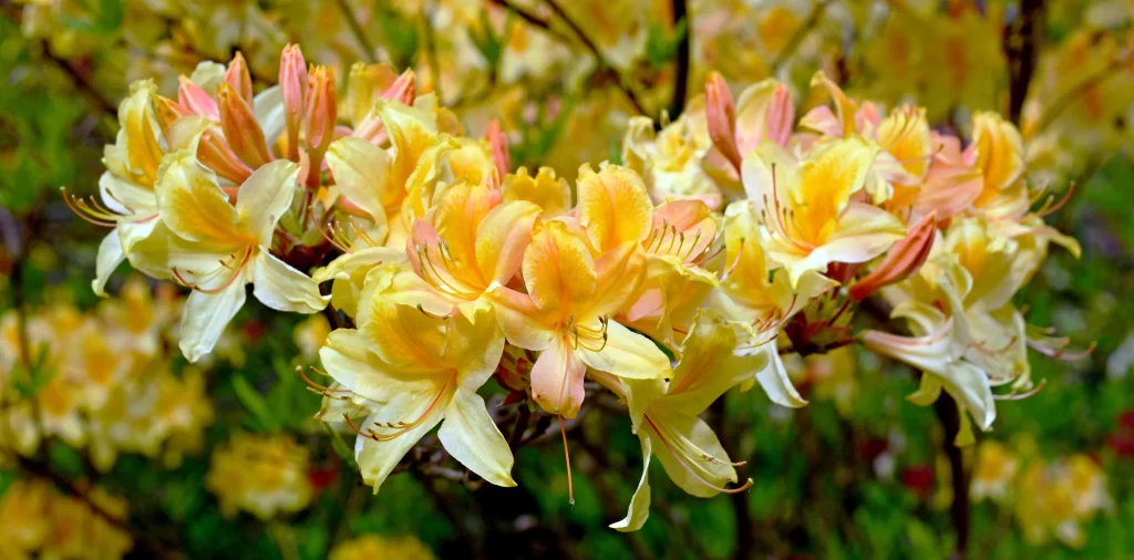 Yellow Rhododendron Petals Blooming Greenery