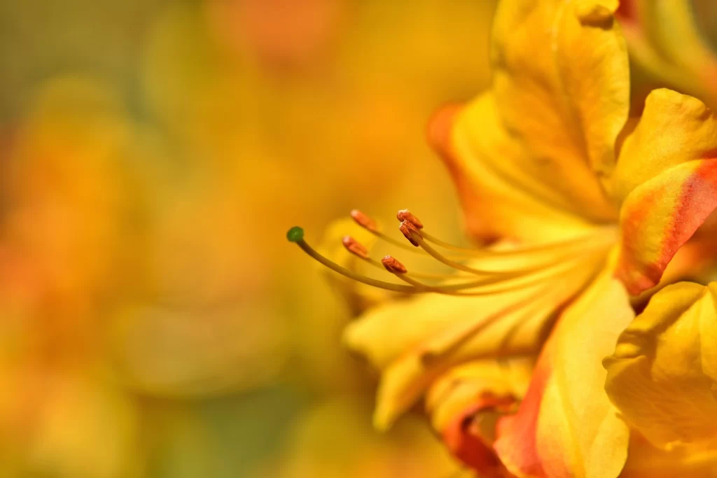 Yellow Rhododendron Petals Stamen Vibrant
