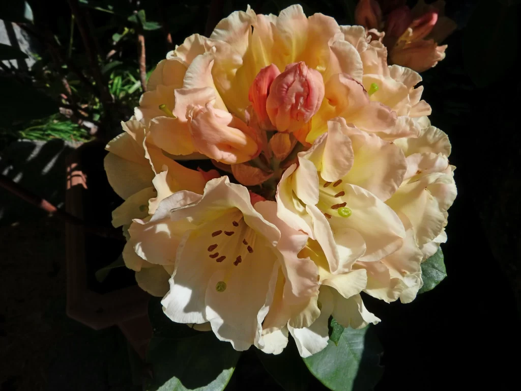 Yellow Rhododendron Petals Blooming Sunlight