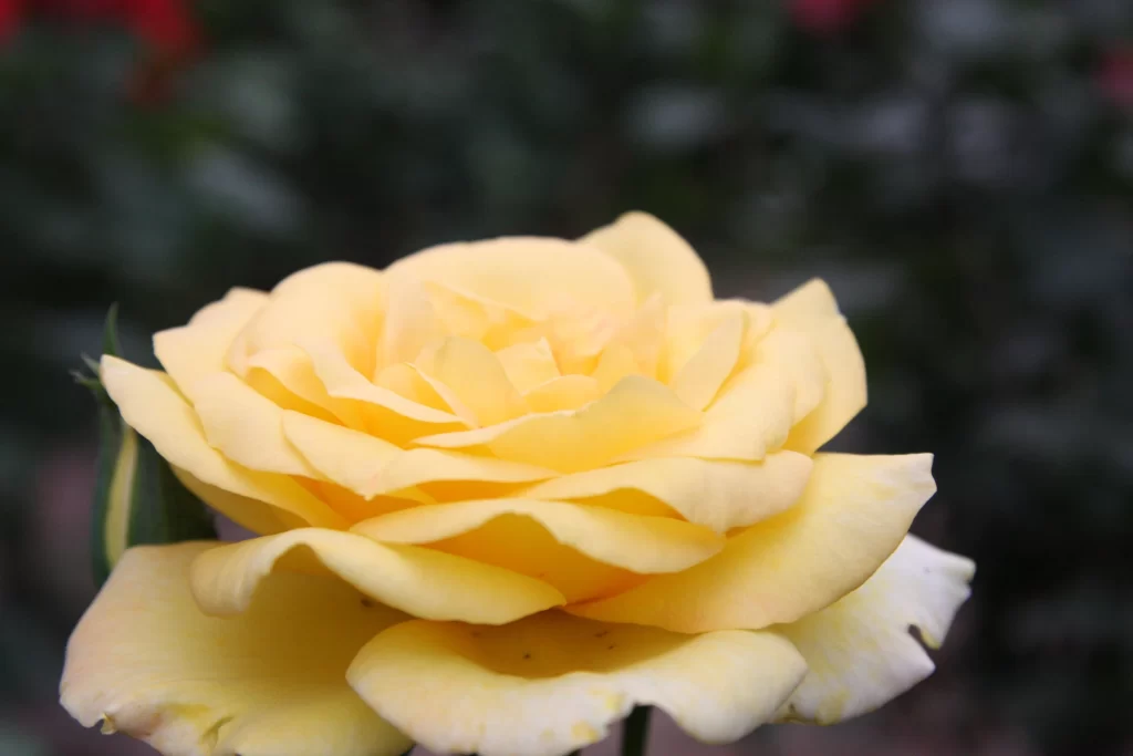Yellow Rose Petals Blooming