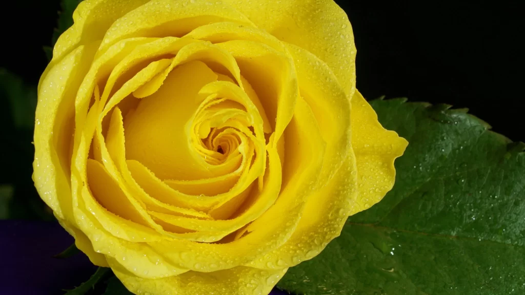 Yellow Rose Petals Green warm Leaf