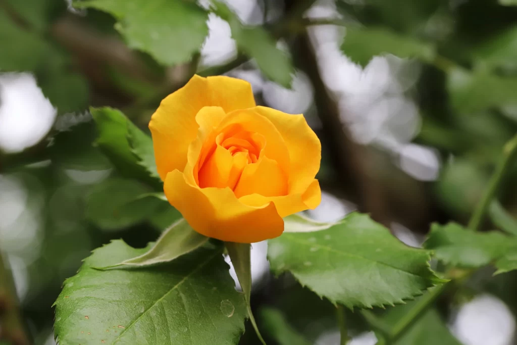 Yellow Rose Petals Green warm Leaves