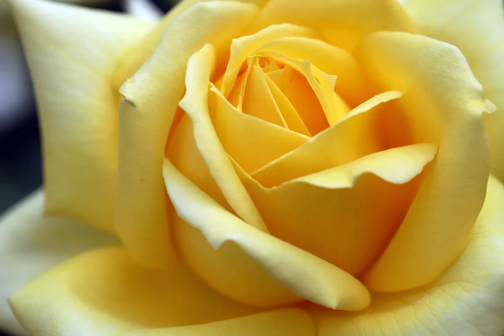 Yellow Rose Petals Green Stem