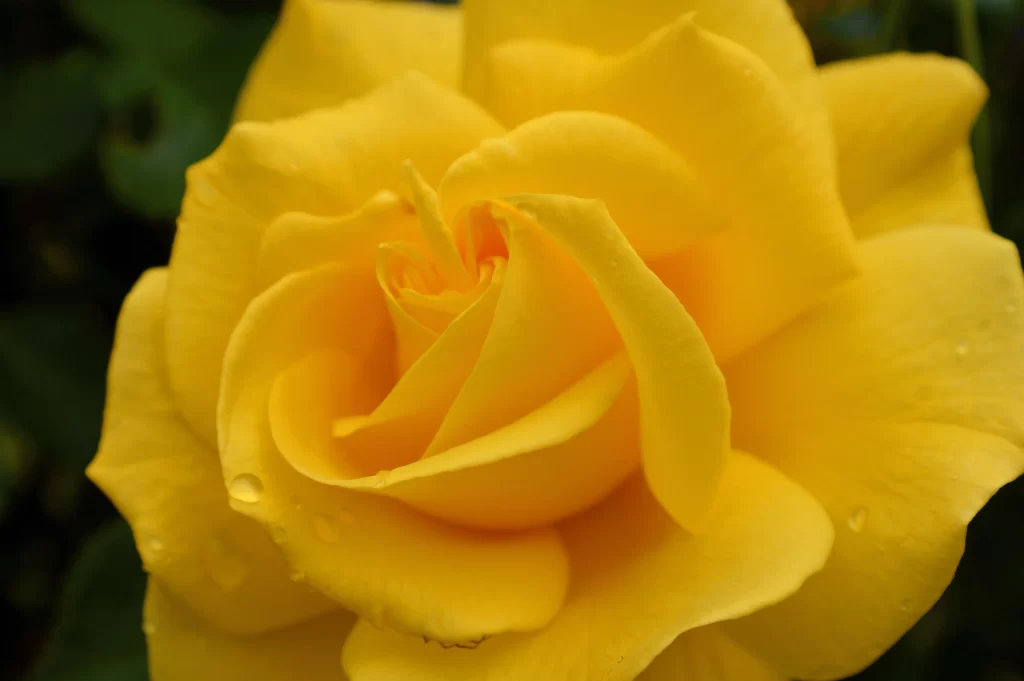 Yellow Rose Petals Green warm Leaf