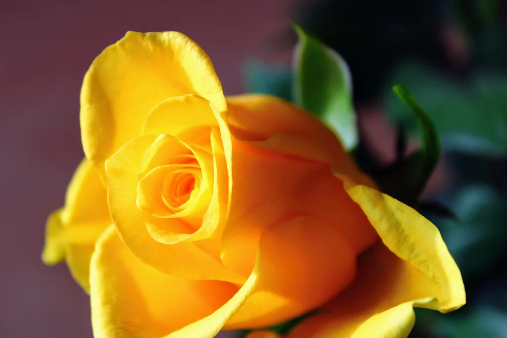 Yellow Rose Petals Green warm Leaves
