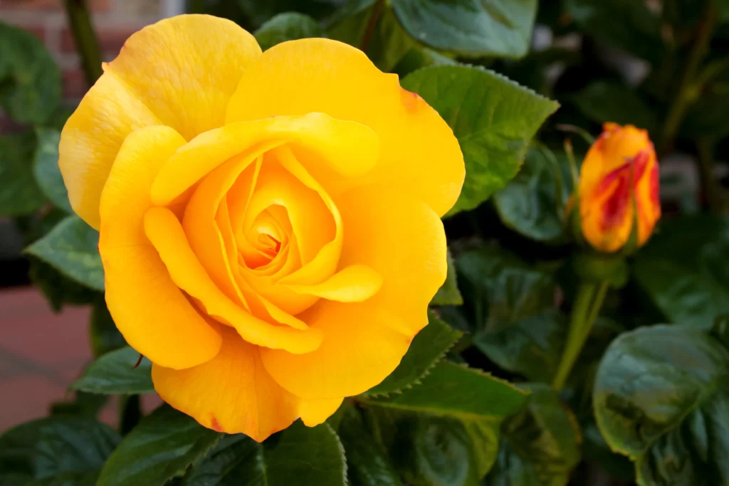 Yellow Rose Petals Green warm Leaves