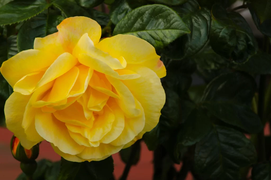 Yellow Rose Petals Green Leaves Red Background