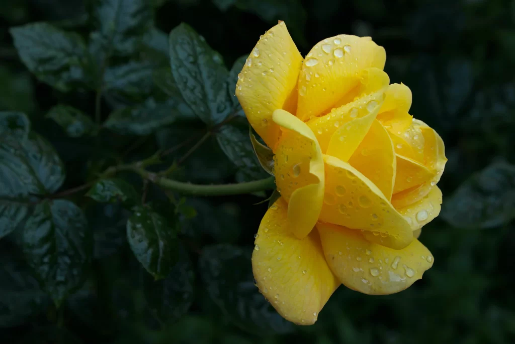 Yellow Rose Petals Green Leaves dark Dewdrops