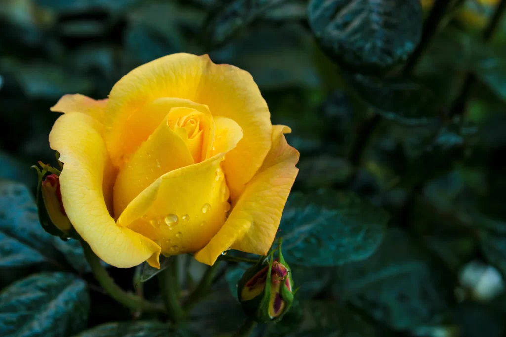 Yellow Rose Petals Green Leaves warm Dewdrops