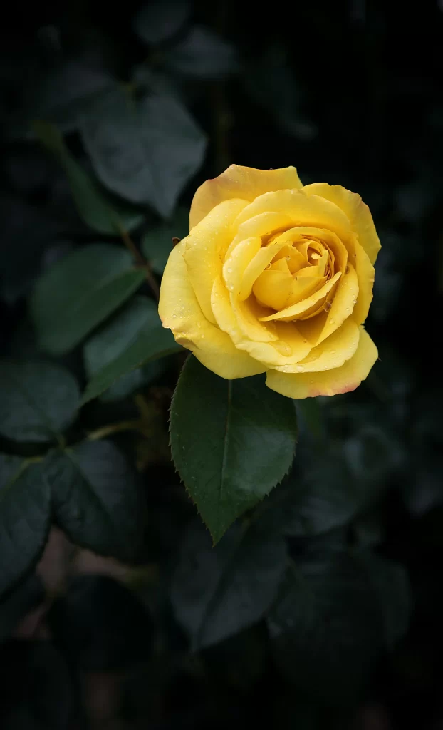 Yellow Rose Petals Green Leaf Dark Background