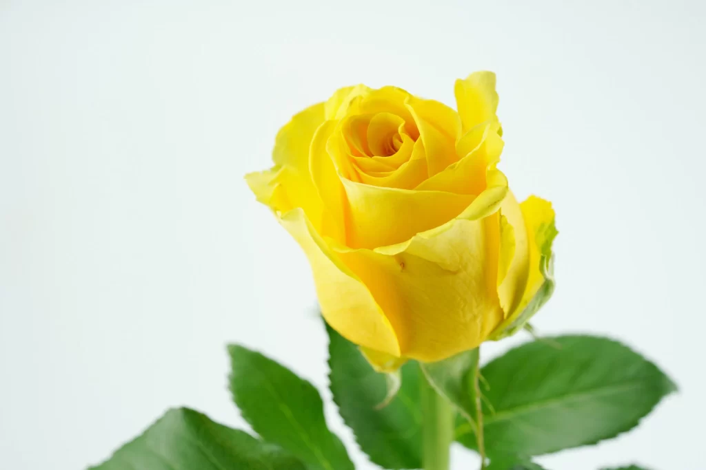 Yellow Rose Petals Green Leaves White Background