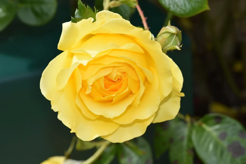 Yellow Rose Petals Green warm Leaves