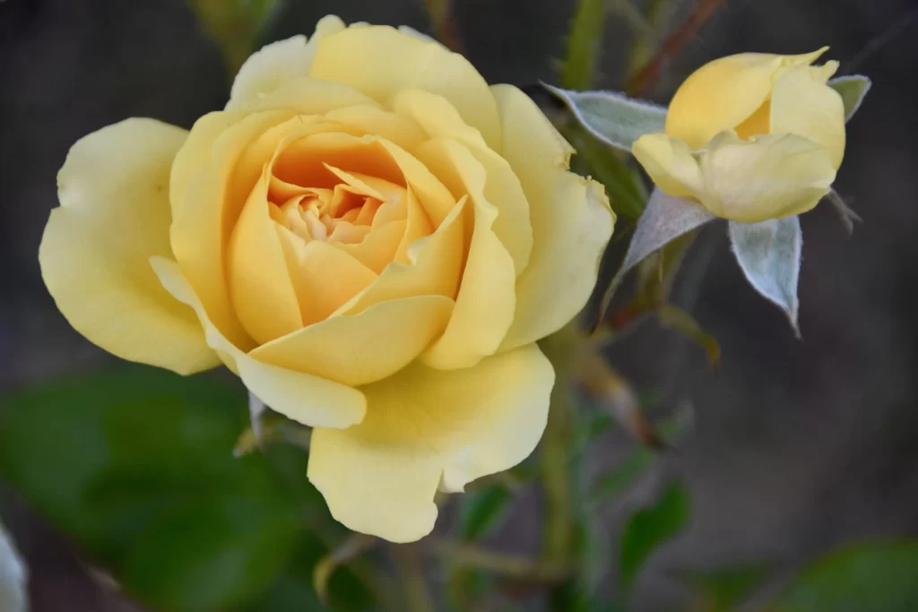 Yellow Rose Petals Green Leaves Dark Background