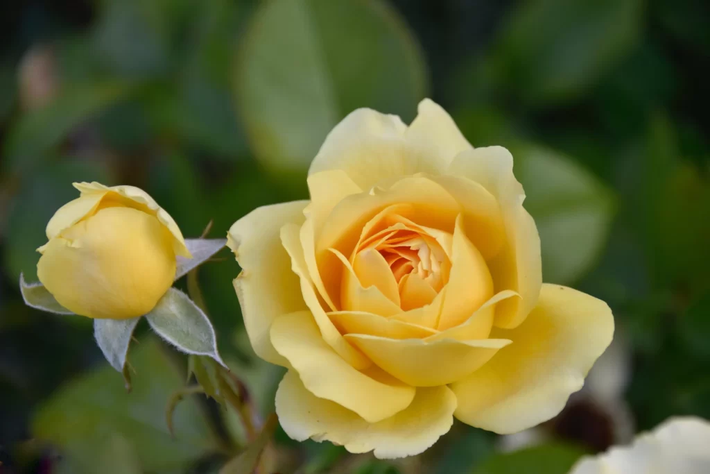Yellow Rose Petals Green warm Leaf