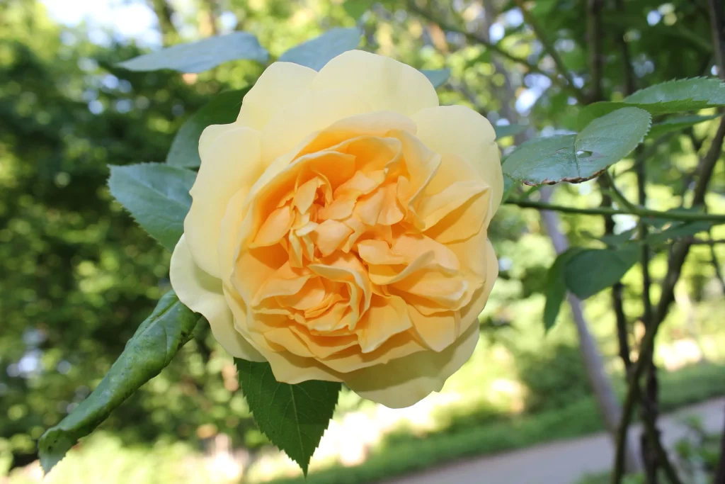 Yellow Rose Petals Ruffled Green Leaves