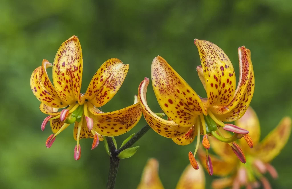 Yellow Spotted Petals Green Background