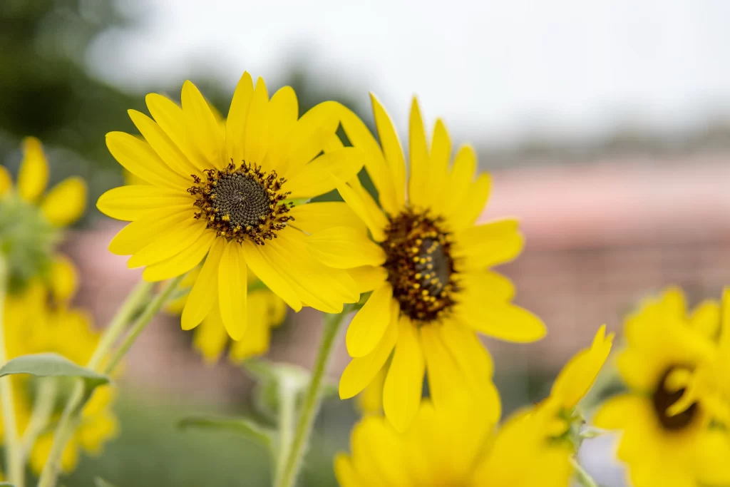 Yellow Sunflower Petals Bright Blooming