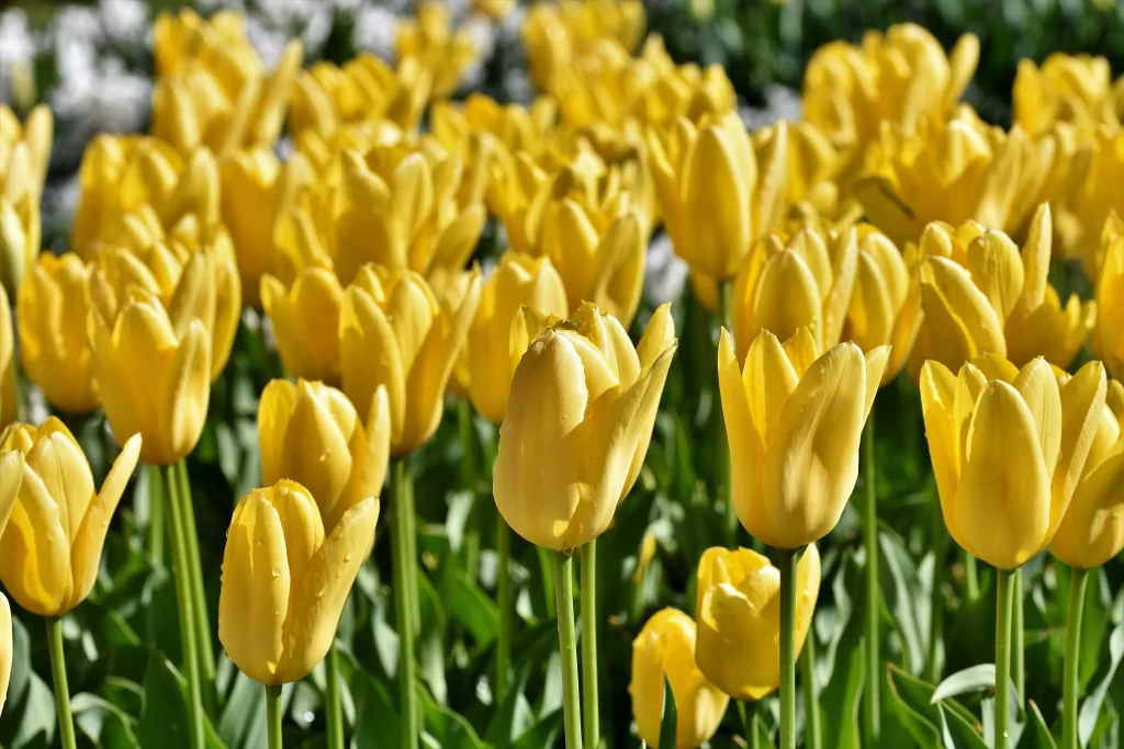 Yellow Tulip Bloom Petals Green Stems