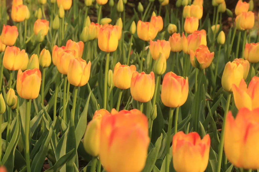 Yellow Tulip Bloom Petals Green warm Leaves