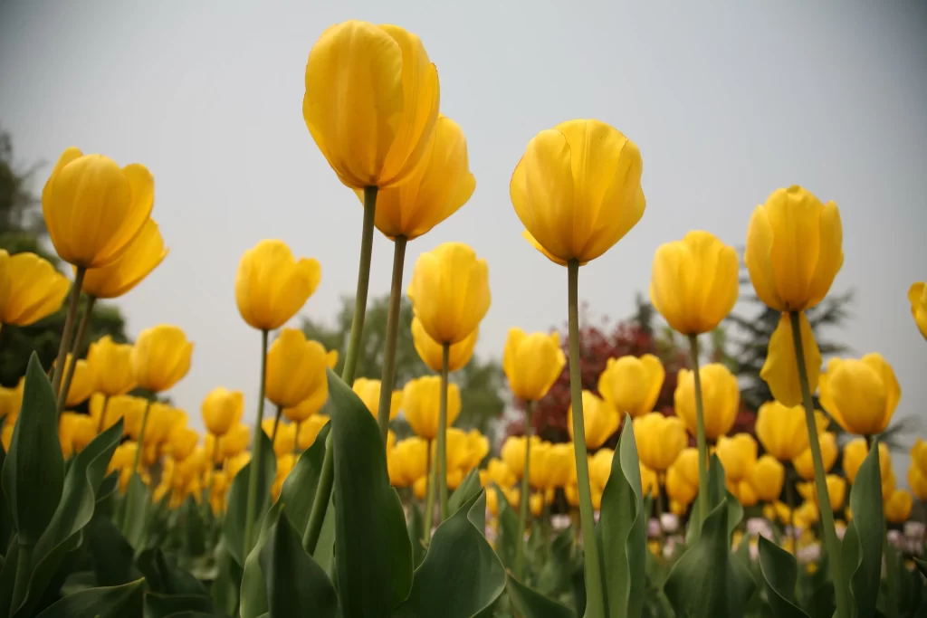 Yellow Tulip Bloom Petals Green warm Leaves