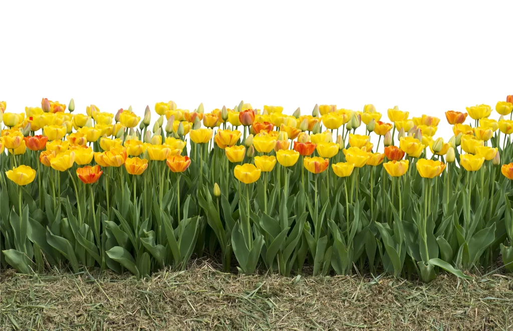 Yellow Tulip Bloom Petals Green warm Leaves