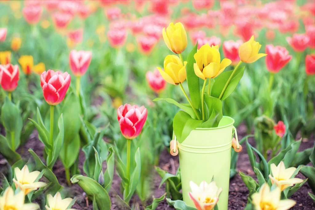 Yellow Tulip Bloom Petals Green Bucket