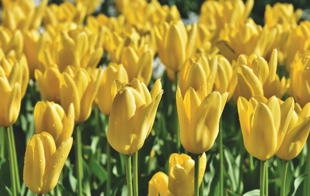 Yellow Tulip Blooming Petals Sunlight Dewdrops