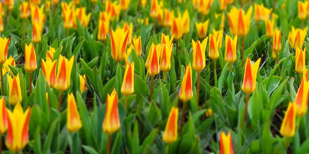 Yellow Tulip Blooming Petals Green Leaves