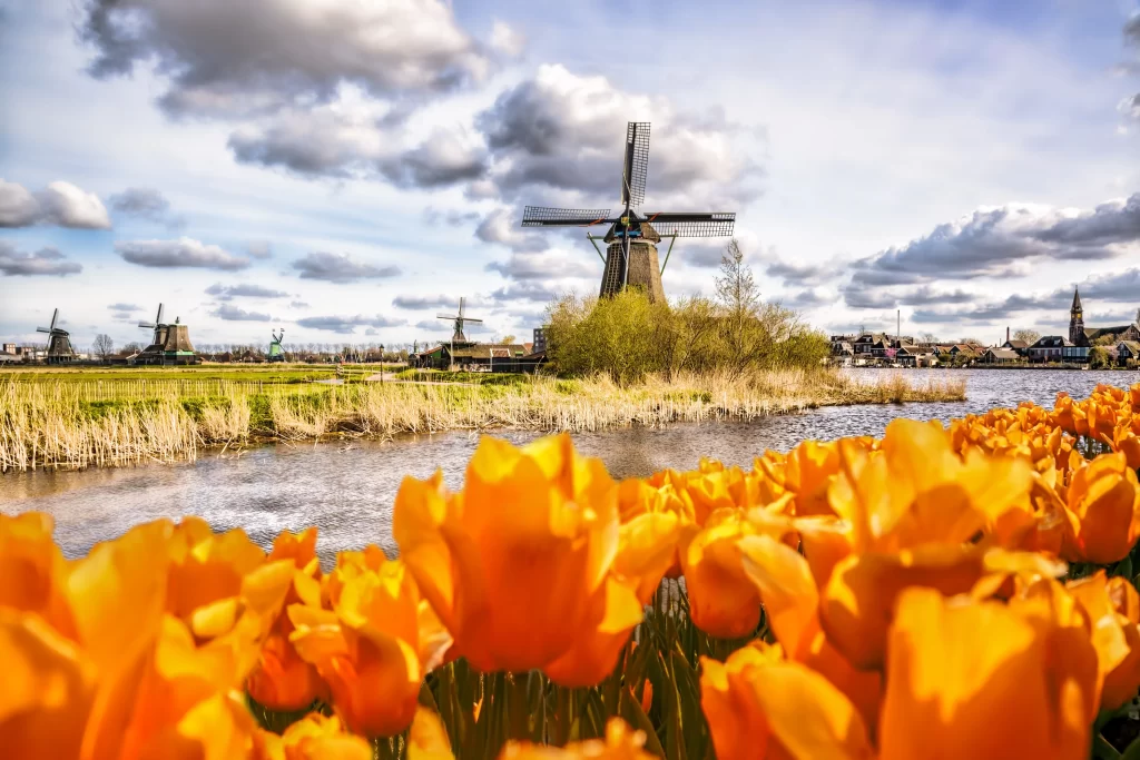 Yellow Tulip Blooms Bright Petals Field