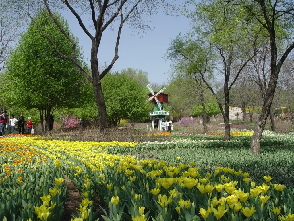 Yellow Tulip Blooms Green Leaves Windmill