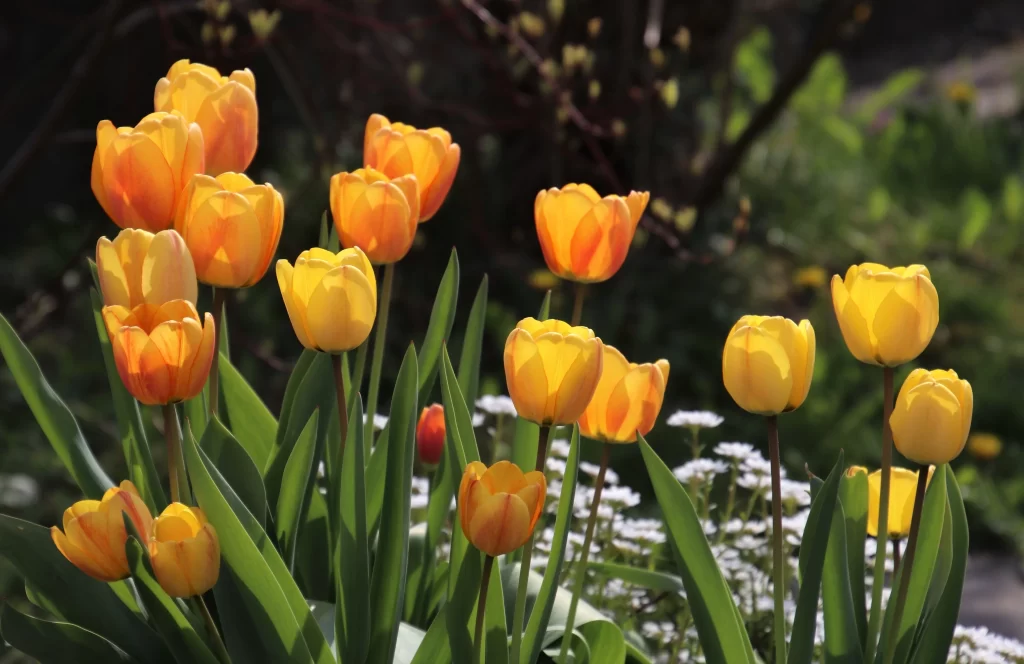 Yellow Tulip Bright Petals Green warm Leaves