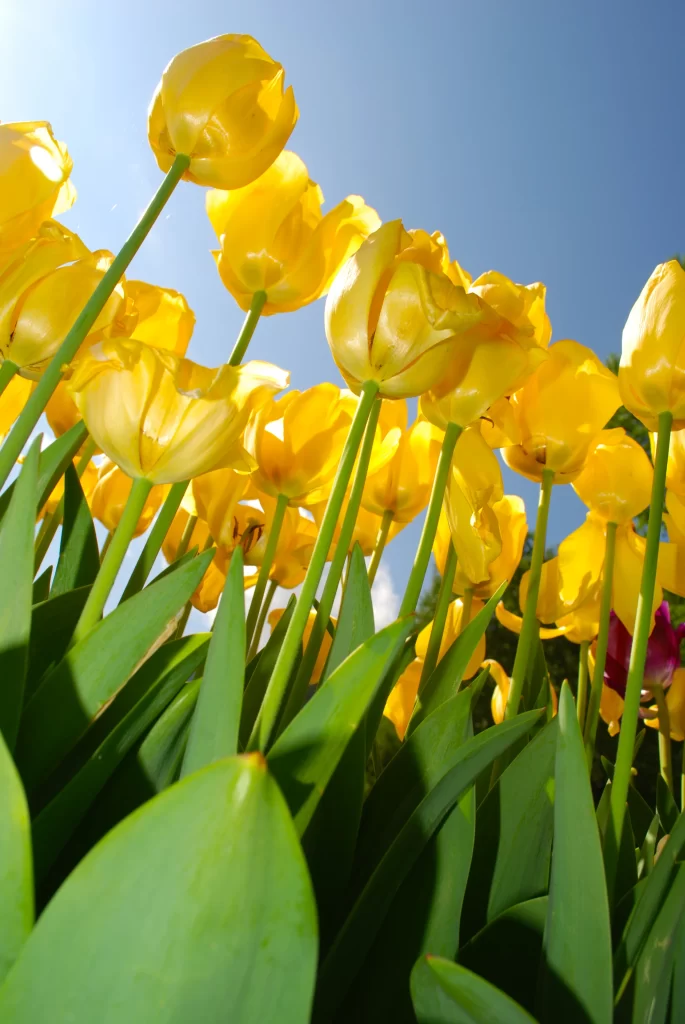 Yellow Tulip Bright Petals Green Leaves Blue Sky