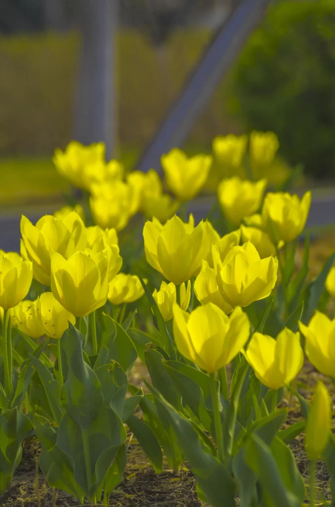 Yellow Tulip Bright Petals Green warm Leaves