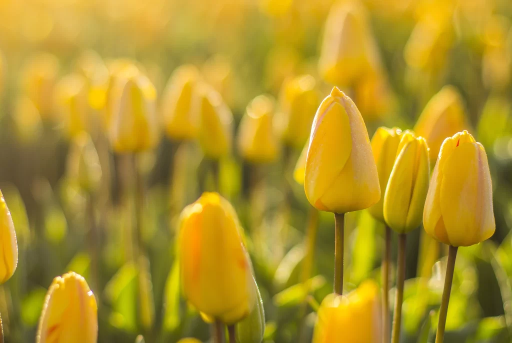 Yellow Tulip Bud Petals Sunlight Greenery